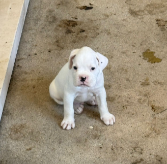 innocent dog
